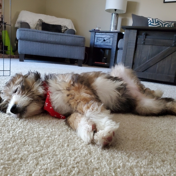 Meet your Posher, Kam - Picture 1 of 1